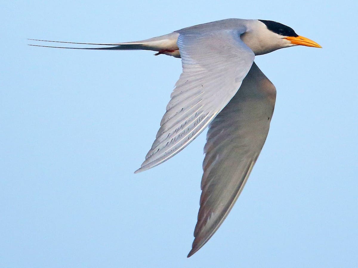 River Tern